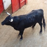 Jaral de Pa&ntilde;as Photo Ren&eacute; Ph. Arneodau