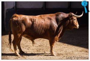 Jabatillo