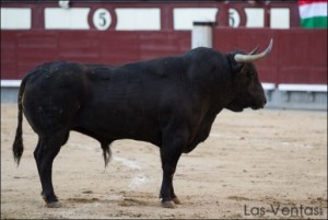 Lenguadito