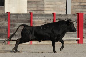 2016-08-10 FREJUS CHICOT 221
